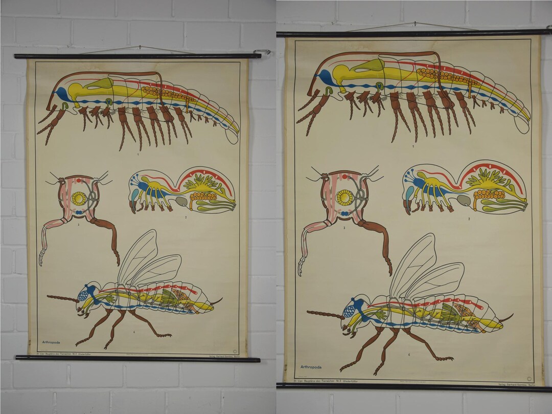 Original Vintage School Pull Down Chart Map / Motif Arthropods | Dr ...