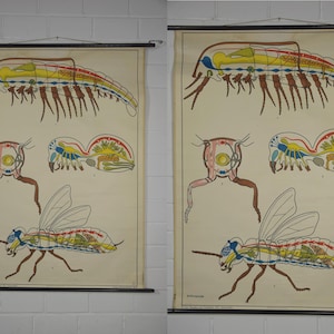 May include: Vintage educational chart featuring detailed illustrations of insect anatomy. The chart displays colorful cross-sections of various insects, including a larva and a fly, with internal organs highlighted in yellow, blue, and red. The chart is mounted on a wooden rod.
