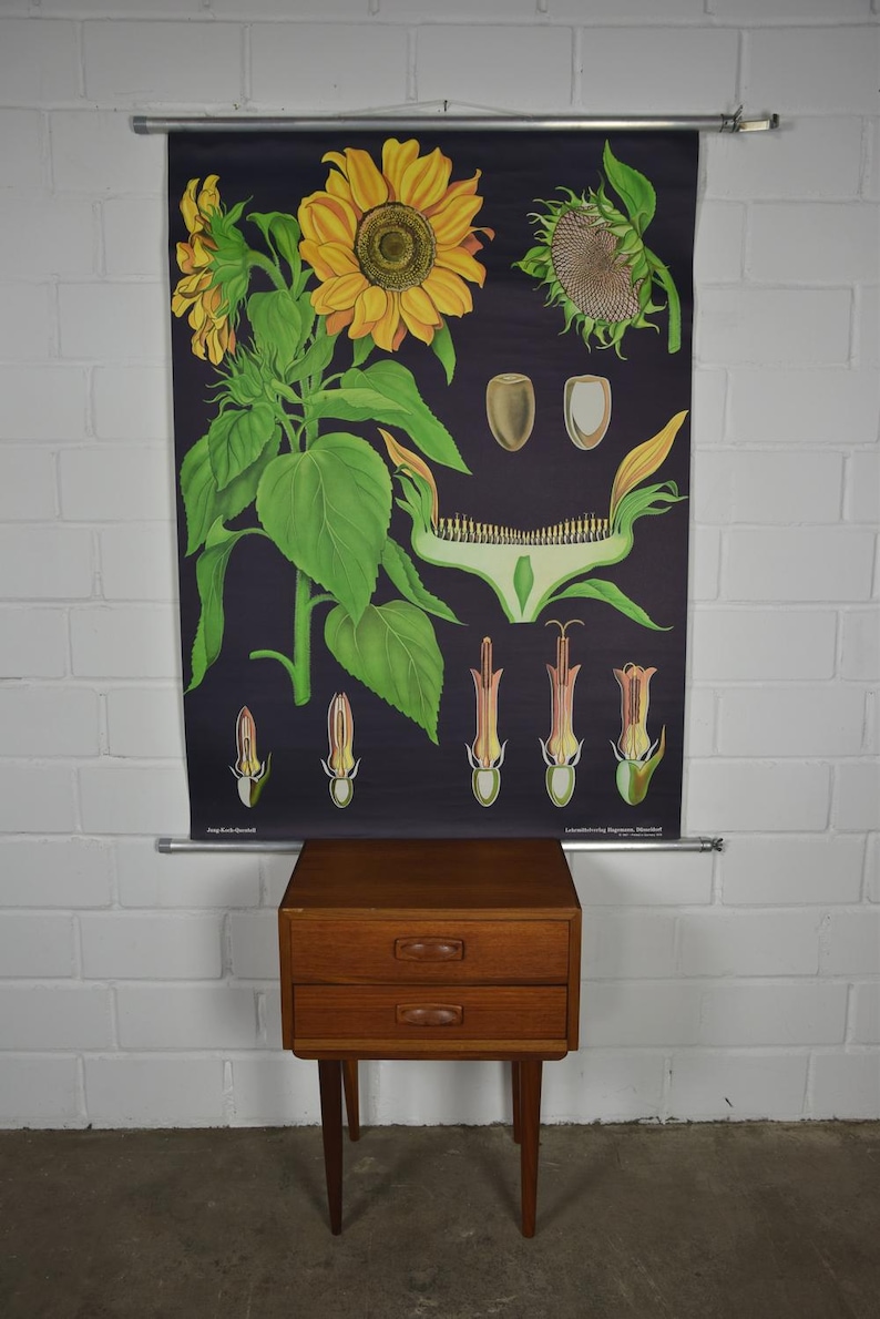 Original Vintage School Pull Down Chart Map / Motif Sunflower | Jung ...
