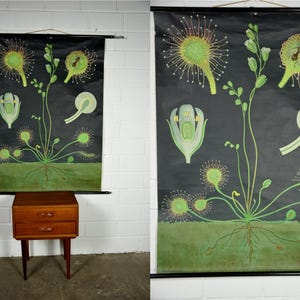 May include: A large educational wall chart featuring a detailed botanical illustration of a sundew plant against a black background. The print displays the plant's root system, green leaves with tentacles, and cross-sections of its floral structure.