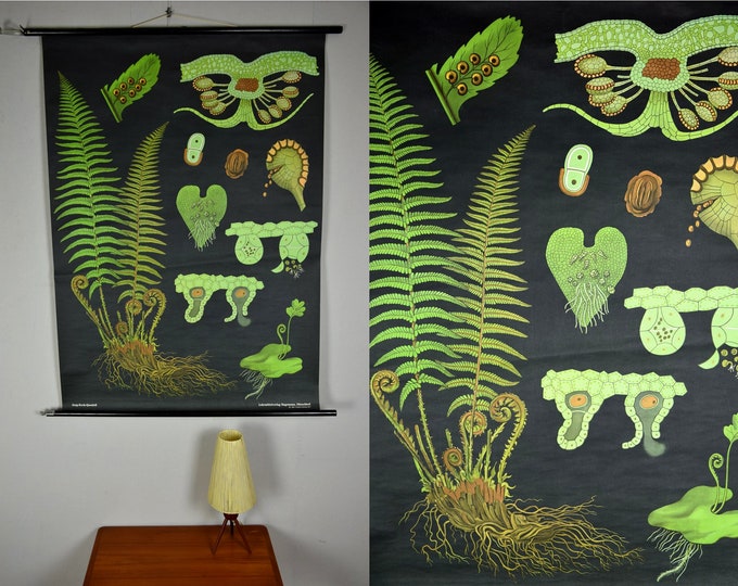 Original Vintage School Pull Down Chart Map / Motif Male Fern | Jung ...