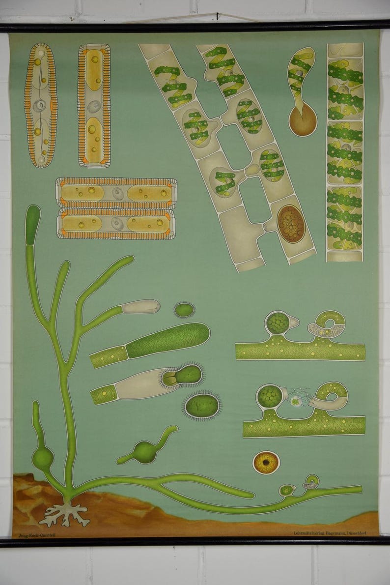 Original Vintage School Pull Down Chart Map / Motif Filamentous Algae ...