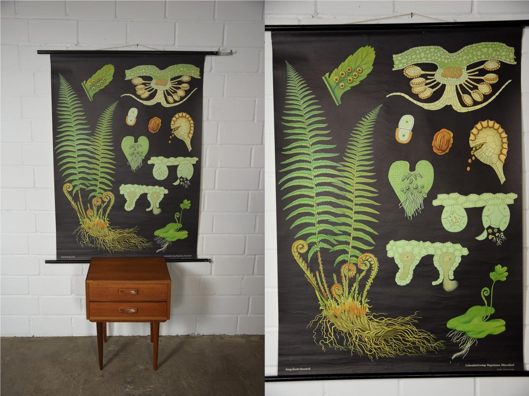 Original Vintage School Pull Down Chart Map / Motif Maidenhair Fern ...