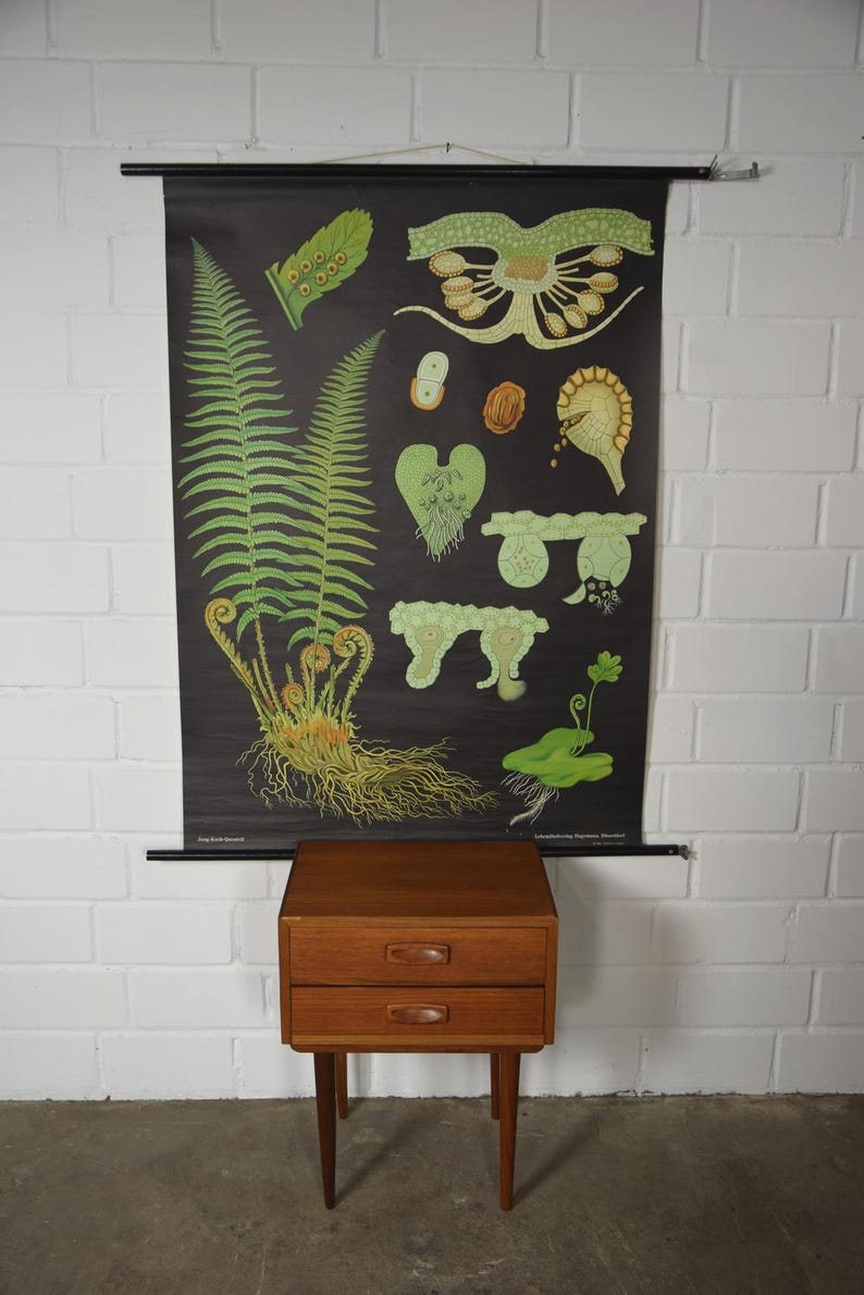 Original Vintage School Pull Down Chart Map / Motif Maidenhair Fern ...