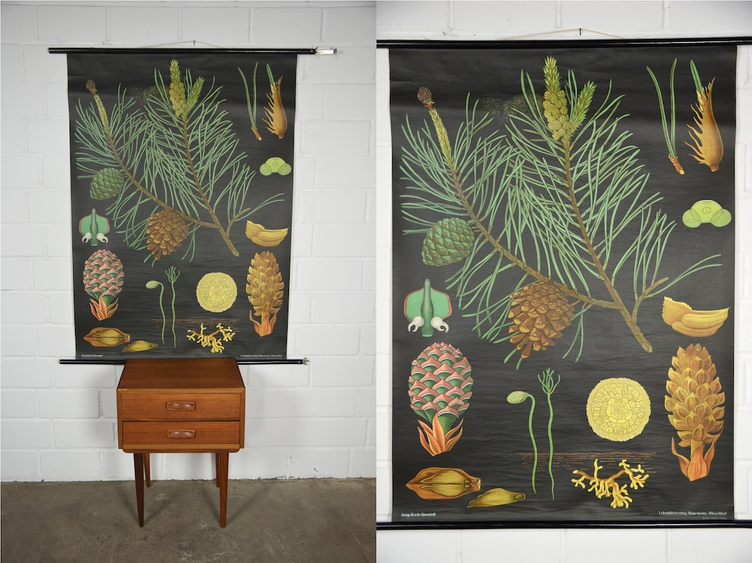 Original Vintage School Pull Down Chart Map / Motif Pine Tree | Jung ...