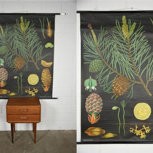 Könnte beinhalten: Vintage botanische Tafel eines Kiefernbaums mit detaillierten Illustrationen von Kiefernnadeln, Zapfen und Samen auf schwarzem Hintergrund. Die Tafel ist an einer schwarzen Holzstange befestigt. Ein kleiner Nachttisch aus Holz mit zwei Schubladen befindet sich darunter.
