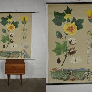 Puede incluir: Antiguo gráfico botánico de una planta de algodón, con ilustraciones detalladas de la flor, la cápsula y las partes de la planta. El gráfico incluye una escena de campo con figuras. La paleta de colores incluye verdes, amarillos y marrones.