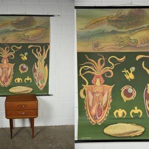 May include: A vintage educational wall chart featuring detailed anatomical illustrations of a cuttlefish. The poster displays various cross-sections and biological diagrams in shades of green, yellow, and brown, mounted on black wooden rods.