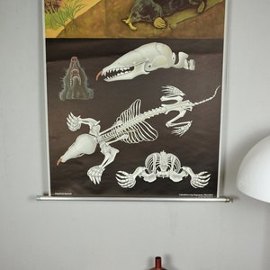 Original Vintage School Pull Down Chart Map / Motif Mole | Jung Koch ...