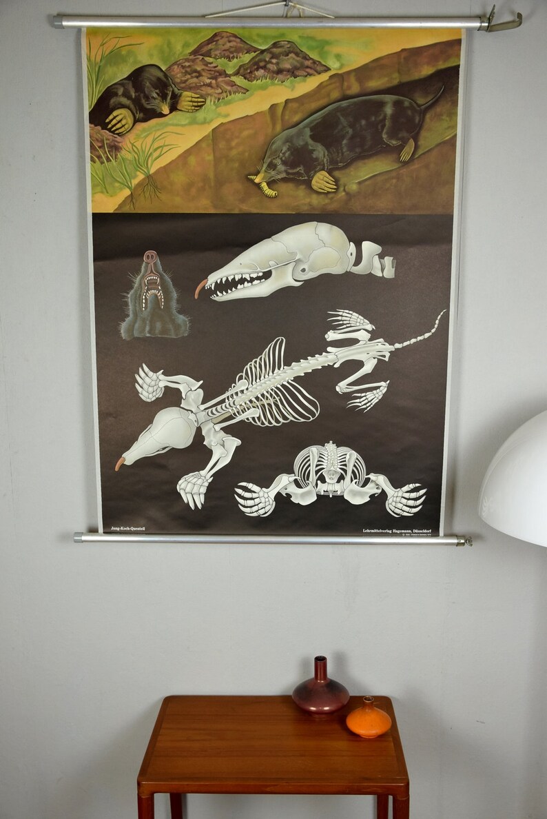 Original Vintage School Pull Down Chart Map / Motif Mole | Jung Koch ...