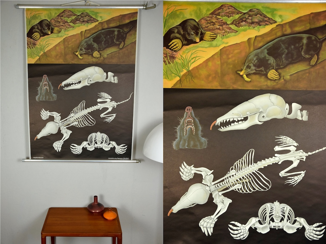 Original Vintage School Pull Down Chart Map / Motif Mole | Jung Koch ...