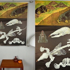 Original vintage school pull down chart map / Motif mole | Jung Koch Quentell | Hagemann | Germany | 70s