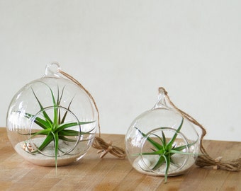 Ensemble de terrariums avec Air Plants