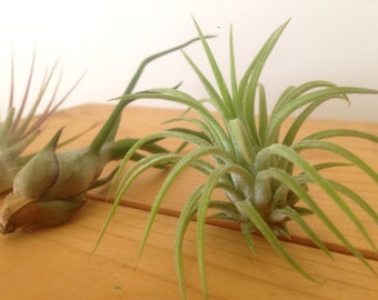 Planta de aire Ionantha Rubra