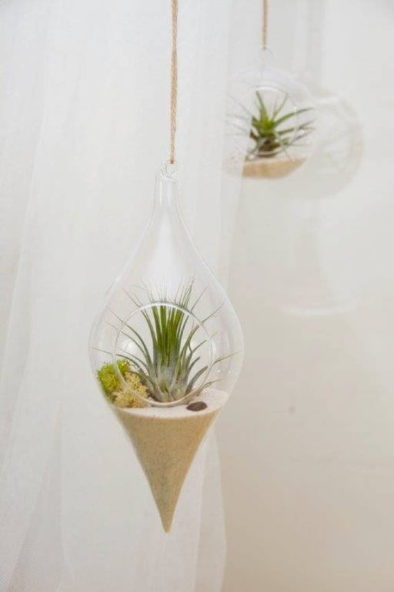Terrario de cristal colgante con Planta de aire musgo Etsy España