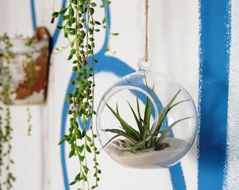 Terrario de cristal Grande con Planta de Aire