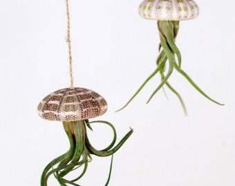 Conjunto de Plantas de aire Medusae colgante