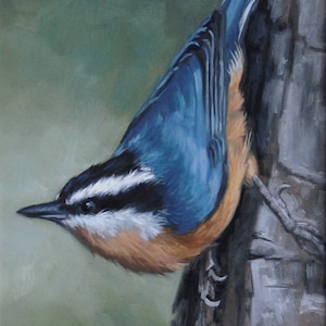 Red breasted nuthatch - Nuthatch - bird painting - Nuthatch painting - Bird art - Open edition print - bird print