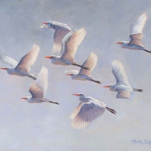 Reiher - Reiher - Schneereiher - Weißreiher - Vogelbild - Vogelbild - Vogelbild - Natur - Fliegen