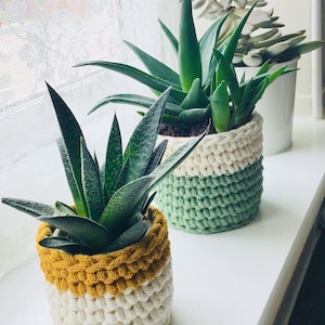 May include: Two potted succulents in crocheted plant pots. The pot on the left is white and yellow, the pot on the right is white and green.