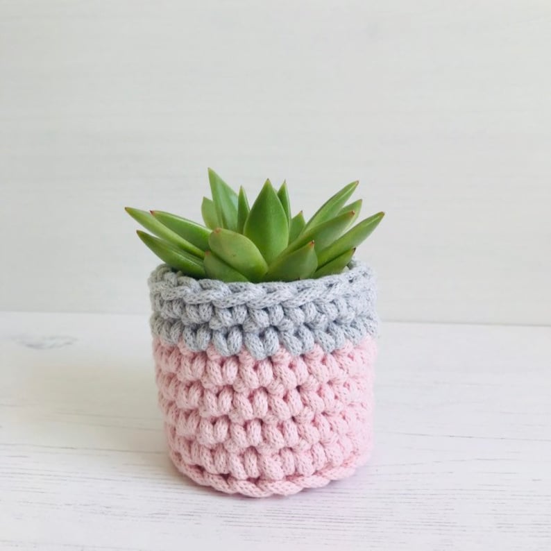 May include: A small succulent plant in a pink and gray crocheted pot.