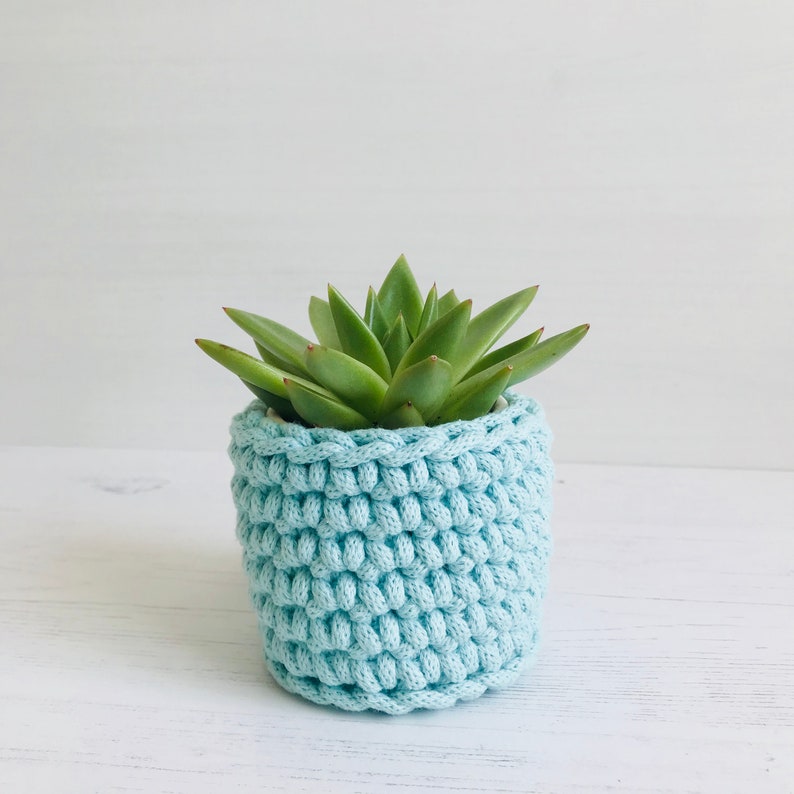 May include: A small succulent plant in a light blue crocheted pot. The pot is made of a soft, textured yarn.