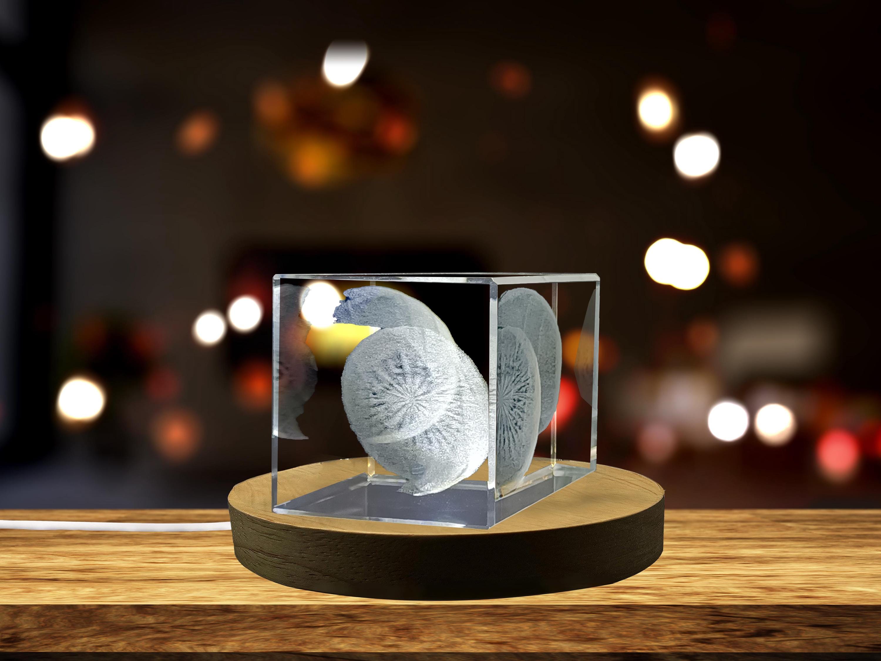 3D Engraved Crystal Kiwi Gift | Kitchen Decor With LED Base - Etsy
