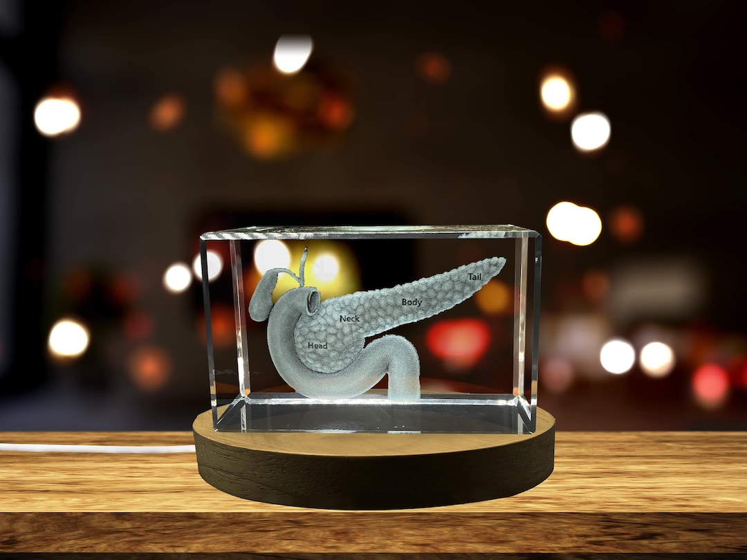 Pancreas Art | 3D Engraved Crystal Gift - Etsy