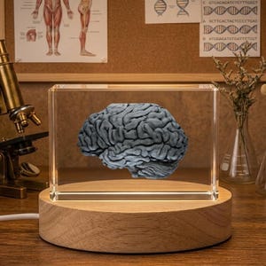 May include: A detailed anatomical model of a human brain encased in a clear acrylic block, illuminated by a wooden base. Other models include a heart, kidney, and a vintage microscope, suggesting a medical or educational theme.