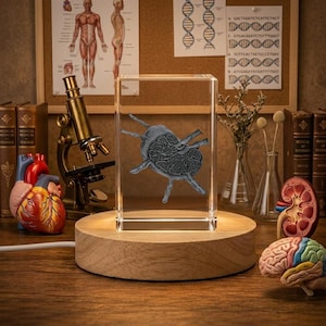 Op de afbeelding: Een helder, rechthoekig blok met een 3D-model van een biologische structuur verlicht op een houten voet. Het model is grijs en gedetailleerd. Andere medische modellen en een microscoop zijn zichtbaar op de achtergrond.