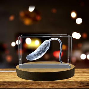 Könnte beinhalten: Ein klarer Glaswürfel mit einem 3D-geätzten Bild eines weißen Gurkens im Inneren. Der Würfel steht auf einem Holzsockel.