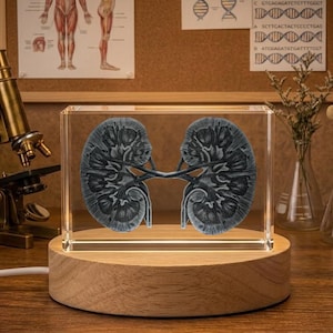 May include: A medical-themed display featuring a light-up kidney model encased in a clear block, set on a wooden base. Other anatomical models, a microscope, and vintage books are also present, creating a scientific aesthetic.
