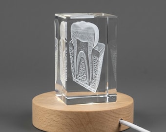 3D Crystal Tooth Anatomy Model, Engraved Dental Gift for Dentist, Hygienist Graduation