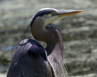 Great Blue Heron photgraphic print