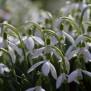 Snowdrops: The Flower of Hope photographic print
