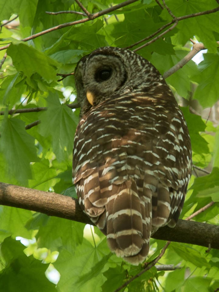 Barred Owl photographic print
