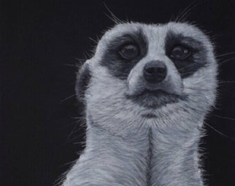 Limited Edition Meerkat Art Print/ Original Wildlife Art