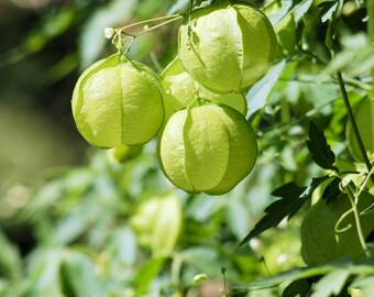 Seed Puff With Photos Etsy