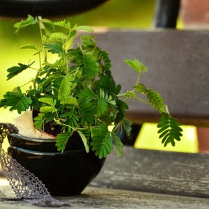 20 Fun Seeds -Sensitive Plant-Mimosa pudica- Leaves Move When Touched Fun for Kids Ornamental-Save Big on More Packs -Mix and Match- Sale!