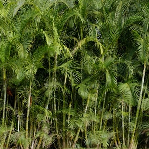 10 Heirloom Tropical Seeds -Royal Palm -  -Roystonea regia -