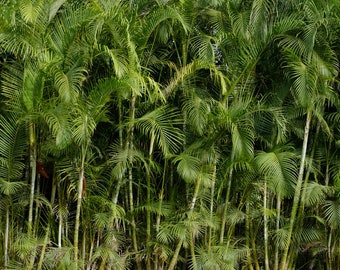 10 Heirloom Tropical Seeds -Royal Palm -  -Roystonea regia -