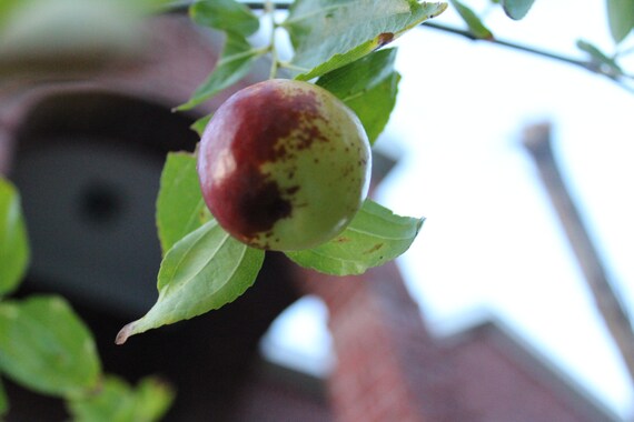 10 Seeds Indian Jujube Tree Rare Ornamental Tropical Evergreen Etsy 10 Seeds Indian Jujube Tree Rare Ornamental Tropical Evergreen Etsy