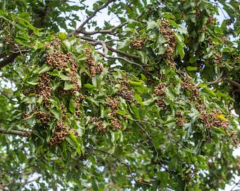 Tropical Seeds-Japanese Raisin Tree -10 Heirloom Seeds  -Perfect for Plant Collectors -Hovenia dulcis