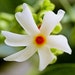 see more listings in the Tropical Plant Seeds section