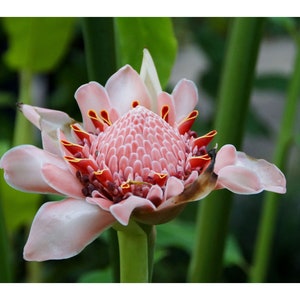 20 Heirloom Seeds- Pink Flowering Tropical Ginger- Etlingera elatior -Save Big on More Packs -Mix and Match- Sale!