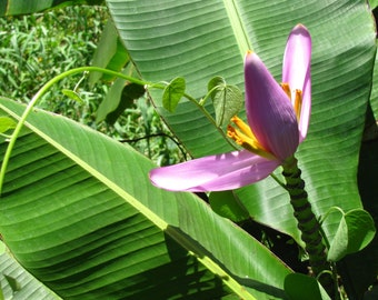 Pink Flowering Banana- 20 Seeds -- Nice Ornamental Tropical  -Musa velutina -Good Container plant