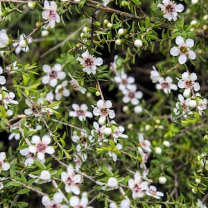 20 Seeds Manuka Tea Tree Small Evergreen Shrub White Flowers Citrus Scented Foliage- Container Garden Leptospermum