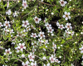 20 Seeds Manuka Tea Tree Small Evergreen Shrub White Flowers Citrus Scented Foliage- Container Garden Leptospermum