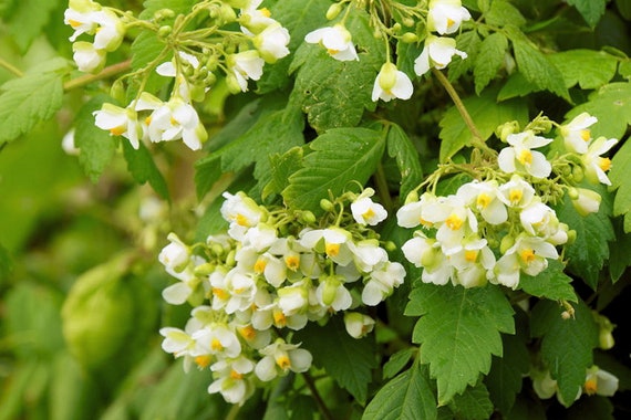 10 Seeds Love In A Puff Balloon Vine Seeds Cardiospermum Etsy