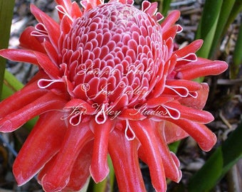 10 Heirloom Tropical SEEDS- Red Flowering Tropical Ginger- Etlingera elatior -Cut Flower Container or Standard Gardening